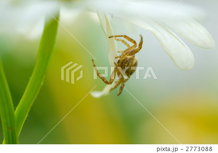 じっと構える 2773088