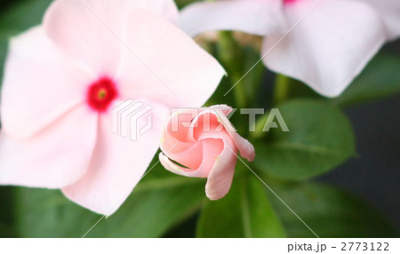 花のかざぐるま 2773122
