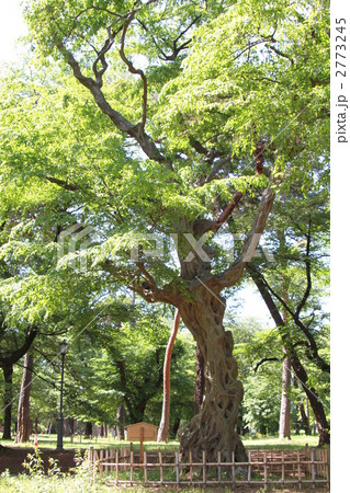 大宮公園の古木 2773245