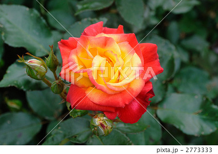 チャールストン 2773333