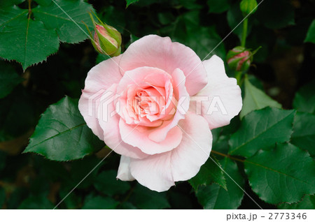 ブライダルピンク ブライダルピンク 2773346