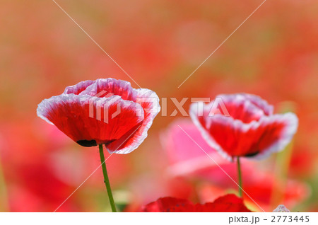 仲良しポピー 2773445