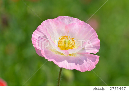 ポピー 2773447