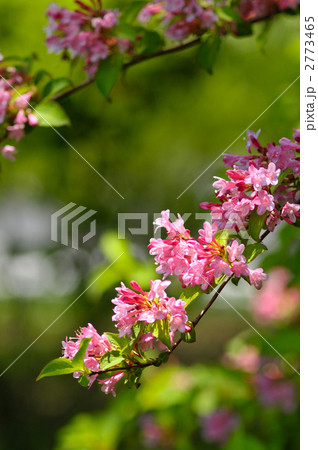 タニウツギ2 タニウツギ2 2773465