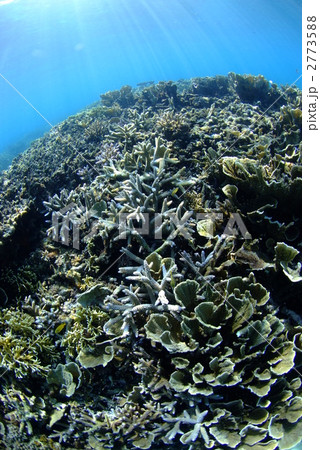 浅瀬の珊瑚礁 浅瀬の珊瑚礁 2773588