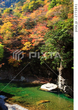 みたらい渓谷の紅葉 2773841