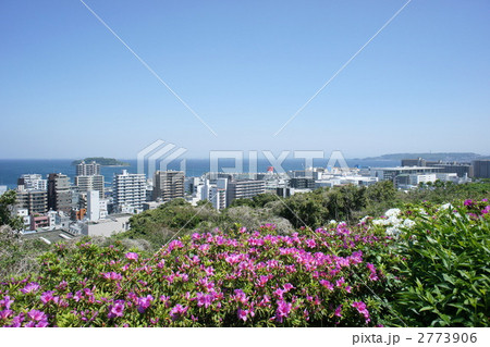 ツツジ咲く横須賀市街 2773906