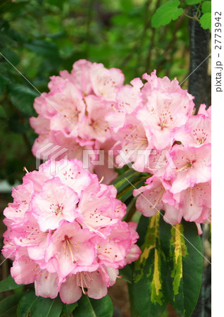 西洋石楠花“花かがり”－３ 2773942