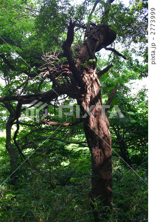 枯木と木漏れ日 2773999