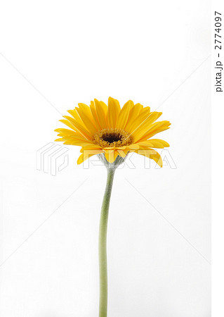 黄色のガーベラ１本の写真素材