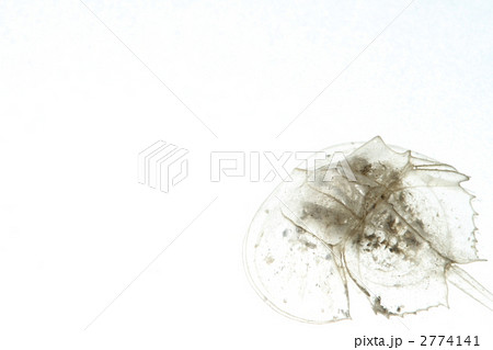 カブトガニの脱け殻 2774141