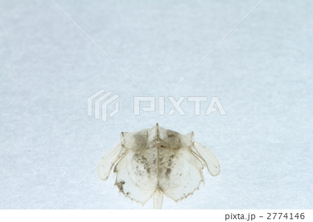 カブトガニの脱け殻 2774146