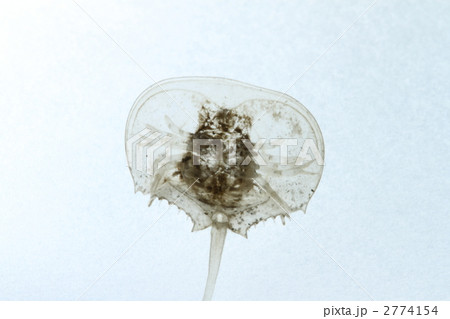カブトガニの脱け殻 2774154