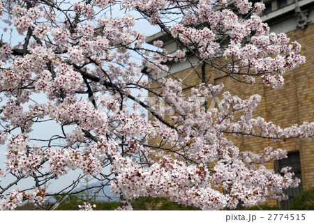岡崎界隈　京都市美術館の桜 2774515