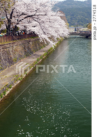 岡崎界隈　琵琶湖疎水の桜並木と花筏 2774518