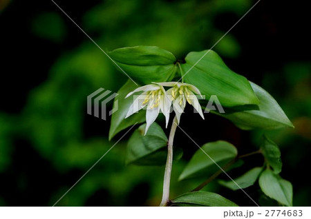 チゴユリ チゴユリ 2774683