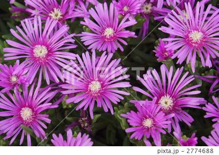 松葉ぼたん 2774688