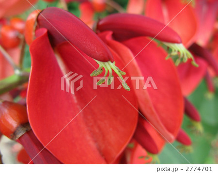 アメリカデイゴ03 2774701