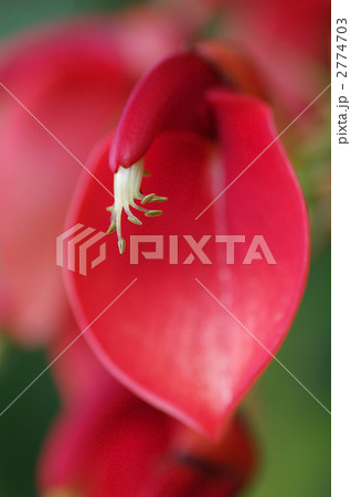 アメリカデイゴ02 2774703