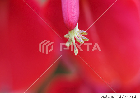 アメリカデイゴ01 2774732