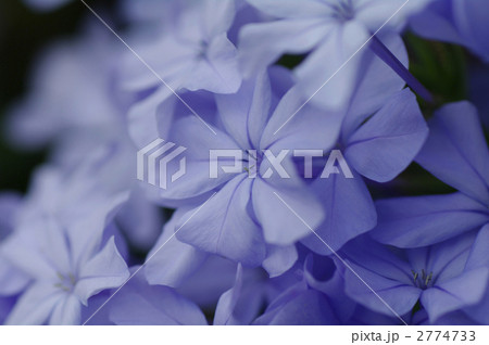 ルリマツリ01 2774733