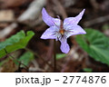 ナガバノスミレサイシン 2774876