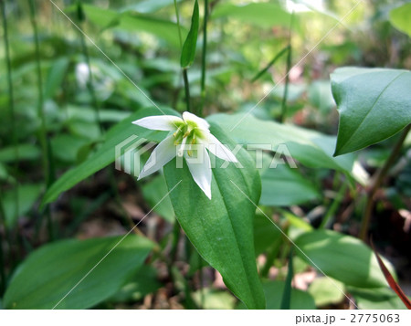 チゴユリ チゴユリ 2775063