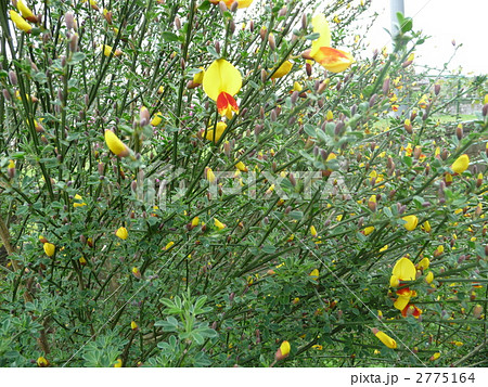 春　目覚めはじめた黄色の妖精たち 2775164