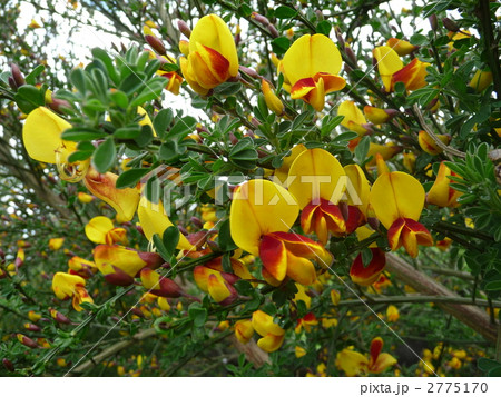 春　目覚めはじめた黄色の妖精たち 2775170