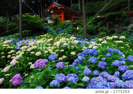 三室戸寺紫陽花庭園 2775203