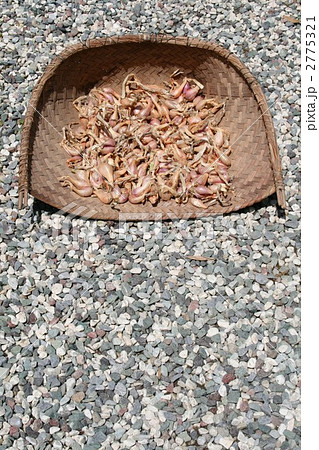 ワケギ007(球根) ワケギ007(球根) 2775321