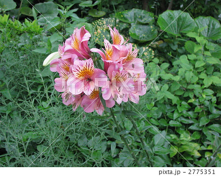 アルストロメリア アルストロメリア 2775351