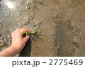 田植え*2 2775469