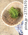 田植え*3 2775470