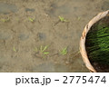 田植え*5 2775474