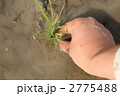 田植え*7 2775488