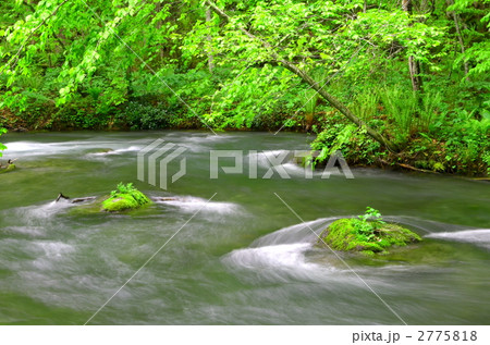 新緑の奥入瀬渓流 2775818