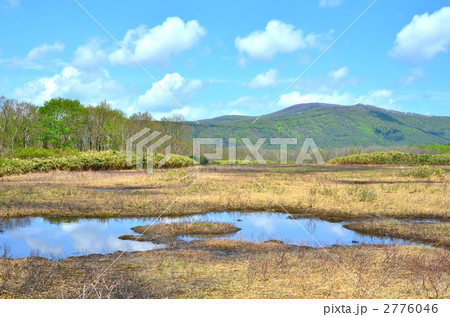 春の田代湿原 2776046
