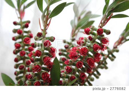 春の目覚め 春の目覚め 2776082