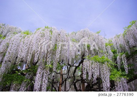 白藤 白藤 2776390