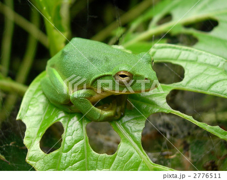 シュレーゲルアオガエル 2776511