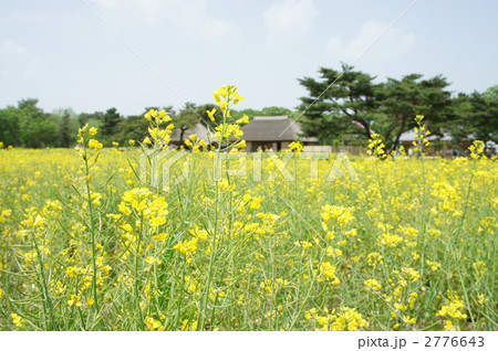 菜の花畑 菜の花畑 2776643