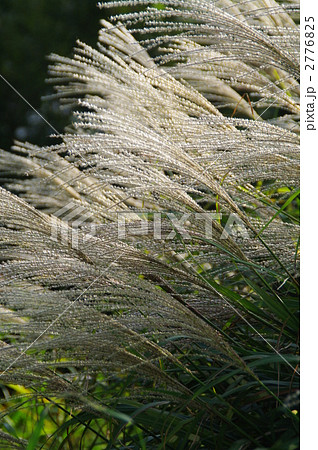 ススキの穂 2776825
