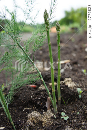 アスパラガス 2776828