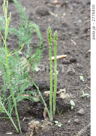 アスパラガス 2776830