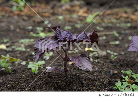 赤シソ 赤シソ 2776833