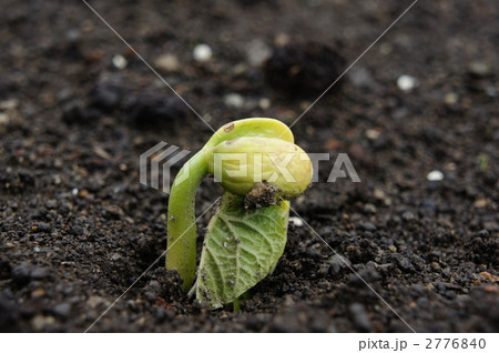インゲン豆の芽 インゲン豆の芽 2776840