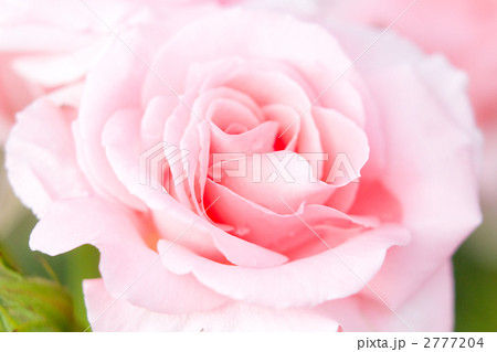 薔薇プリンセスアイコ 2777204