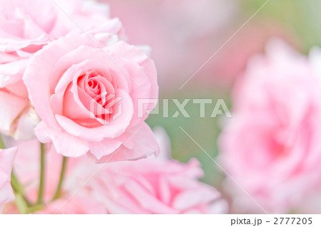 ピンクの薔薇プリンセスアイコ 2777205