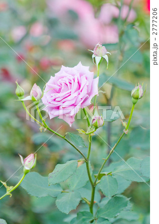 紫青色の薔薇 2777206